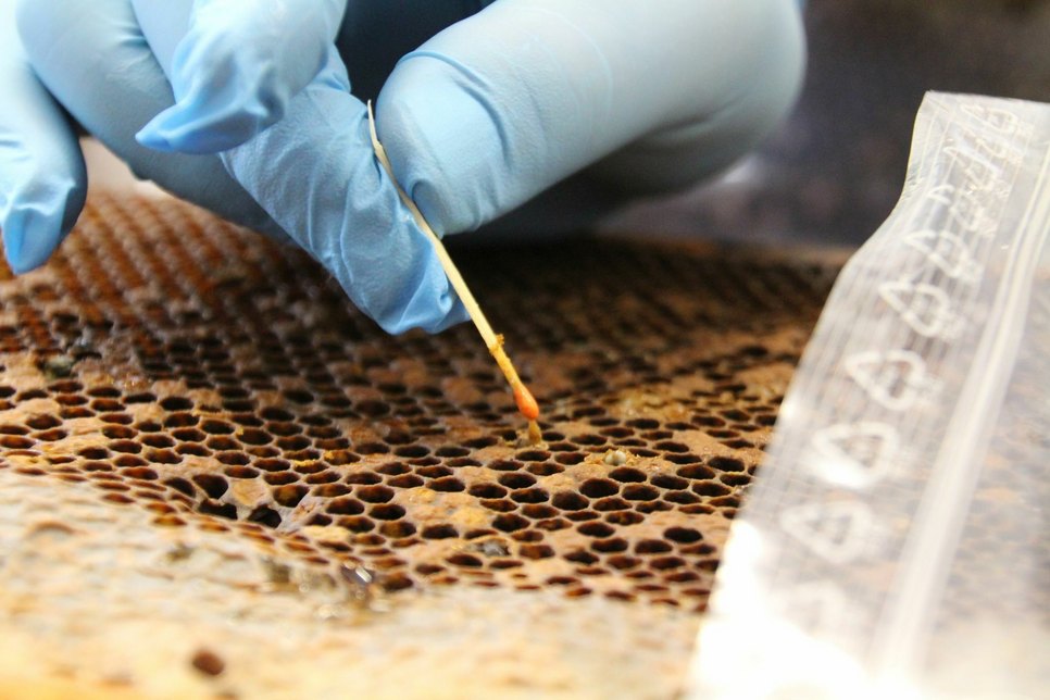 Mit der sogenannten Streichholzmethode können Imker die Bienenstöcke auf AFB-Befall überprüfen. Dabei stechen sie vorsichtig in eine Brutzelle. Wird beim Herausziehen eine fadenziehende Masse festgestellt, ist das ein erstes Indiz für einen Befall. Gewissheit bringen Laboruntersuchungen. Foto: Schramm