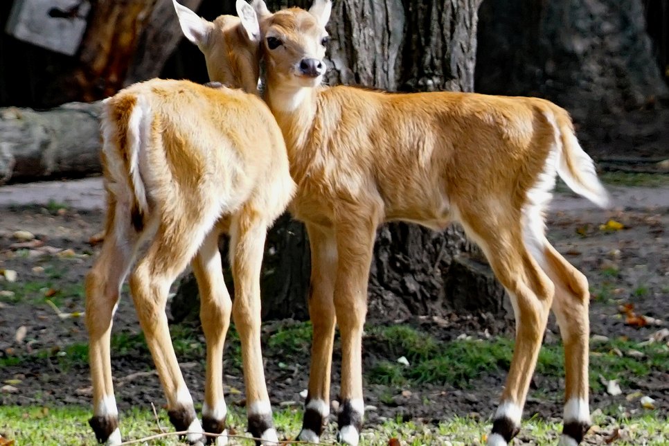 Wer ist Chanti, wer Charkor? Noch sind die beiden Nilgau-Antilopen nicht zu unterscheiden. Foto: Zoo Dresden/Berndt