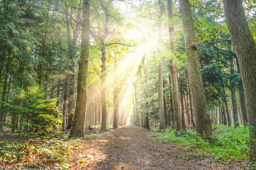 Die sächsischen Nadelwälder sollen durch widerstandsfähigere Mischwälder ersetzt werden. Foto: Pexels