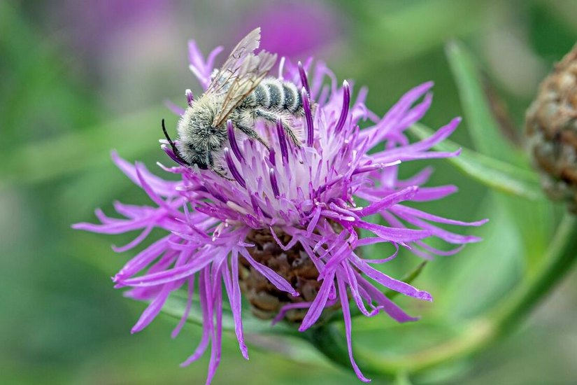 Beim Wildbienen-Bestimmungskurs des FIB erlernen die Teilnehmenden hilfreiche Kriterien der häufigsten Bienengattungen in der Niederlausitz.