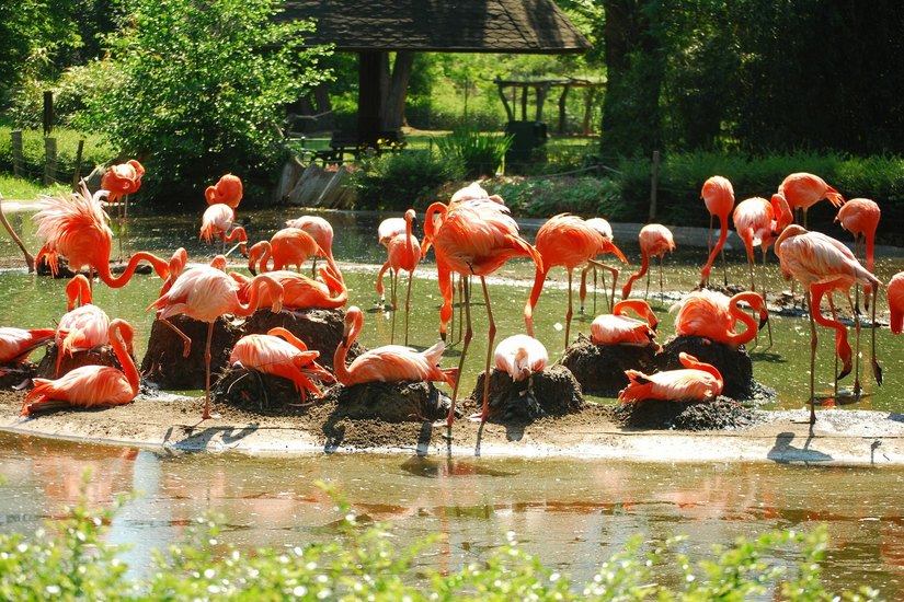Flamingos auf Brutkegeln Fotos: Schiller