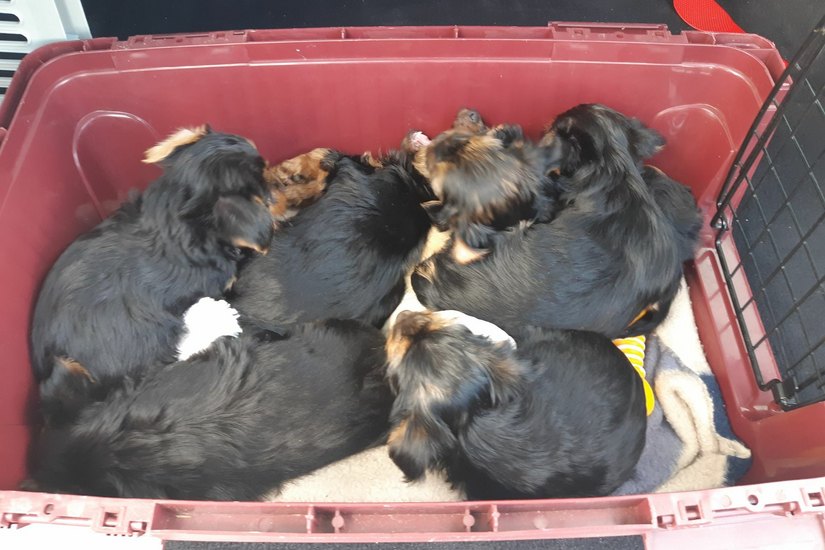 Hundewelpen gerettet / Fotos: Polizeidirektion Dresden