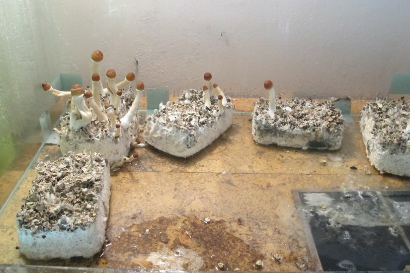 Ebenfalls sichergestellt: Eine Anzucht von Pilzen. Foto: Polizei