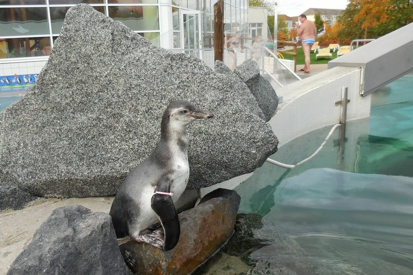 Fühlt sich wohl im Spreewelten Bad: Der jüngste Frackträger der kleinen Pinguinkolonie ist ein Männchen. Fotos: Spreewelten GmbH