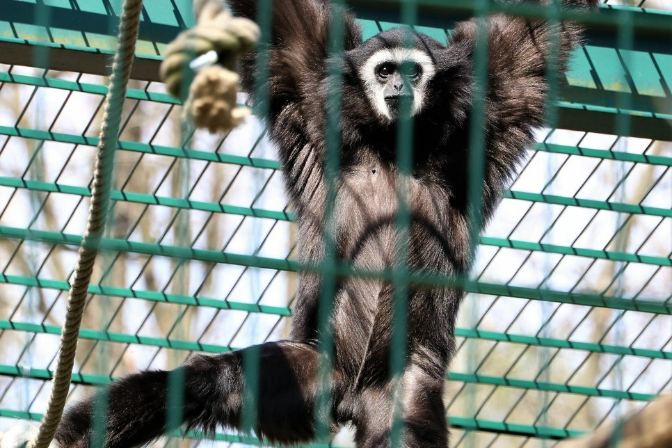 Gibbon Mufti sehnt sich nach Besuchern, denen er seine Kletterkünste zeigen kann.