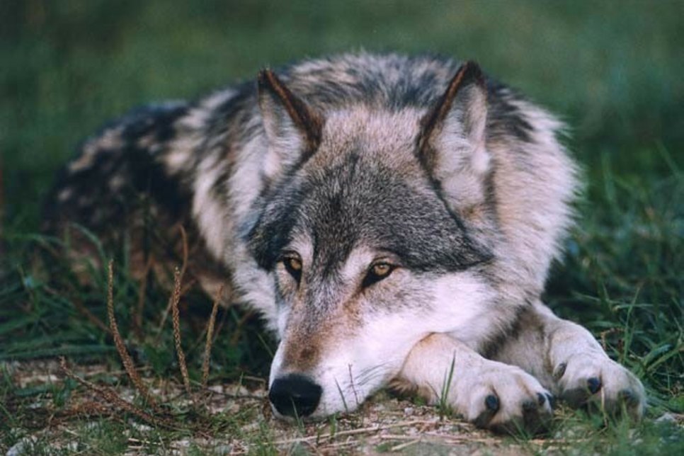 Wirkt eigentlich ganz friedlich, dennoch sorgt die Anwesenheit des Wolfes bei Anwohnern für Unbehagen.  Foto:  Archiv