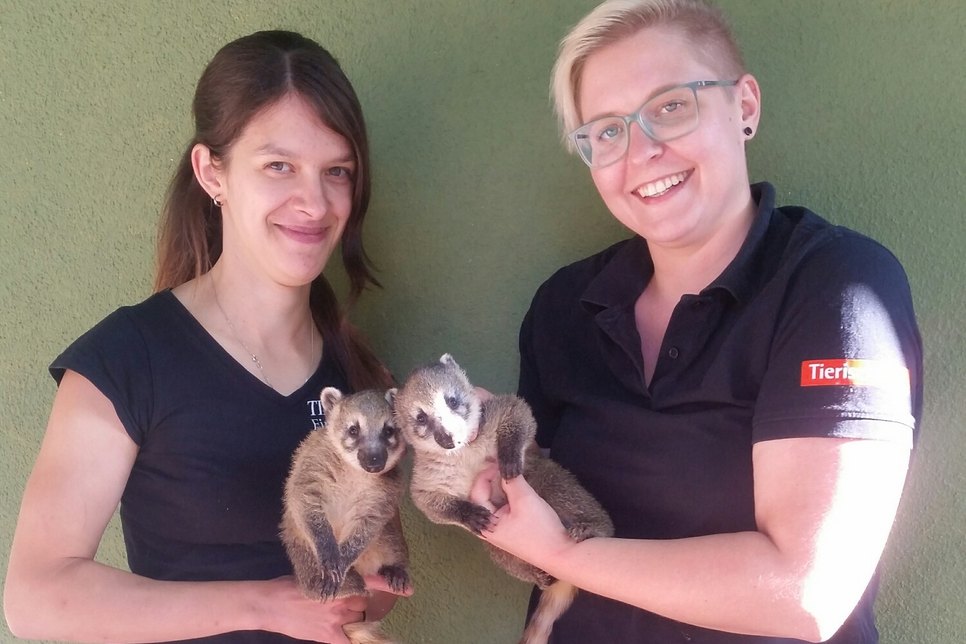 Die Tierpflegerinnen Joana Klein (links) und Linda Koch (rechts) mit dem Nasenbären-Nachwuchs. Foto: Stadt Finsterwalde