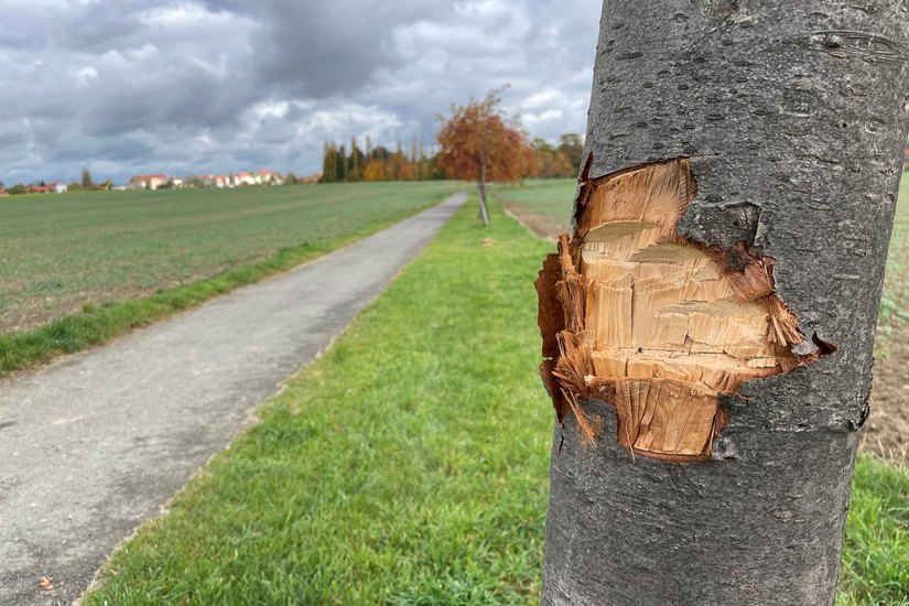 Schaden an einem Baum auf dem Carolusweg in Görlitz.