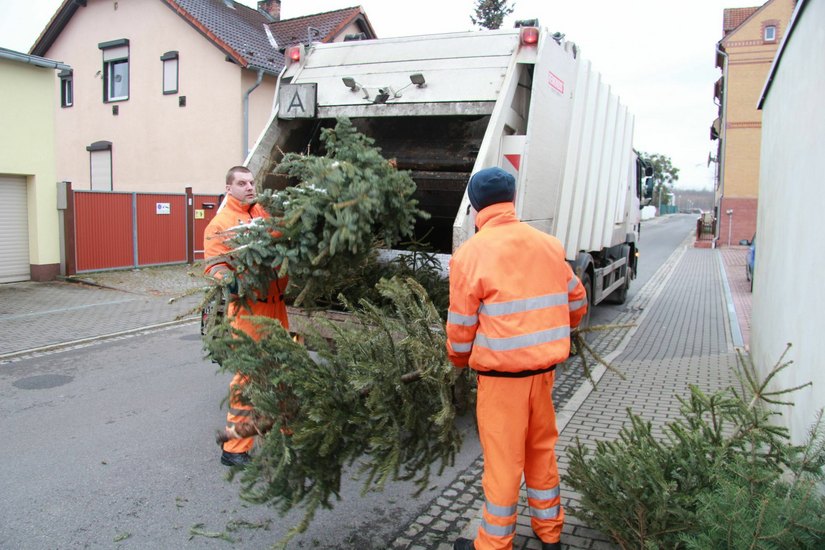 Weihnachtsbäume werden wieder eingesammelt.      Foto: AEV
