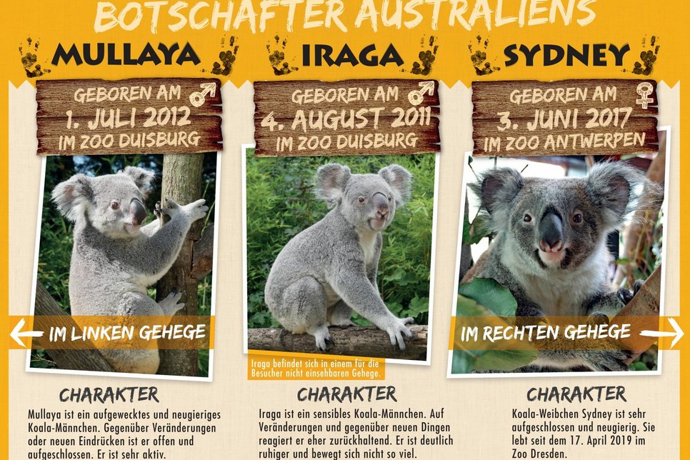 Steckbrief der drei Koalas, die nun in Dresden für Nachwuchs sorgen sollen. Fotos: Zoo Dresden