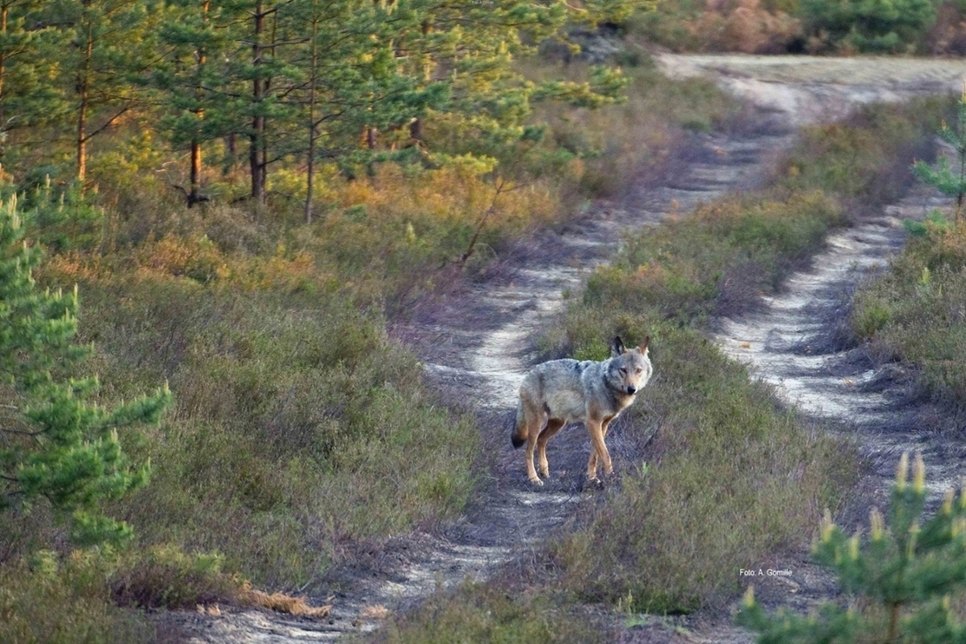 Ein Wolfsrüde auf Wanderschaft Symbolfoto: LfULG / A. Gomille