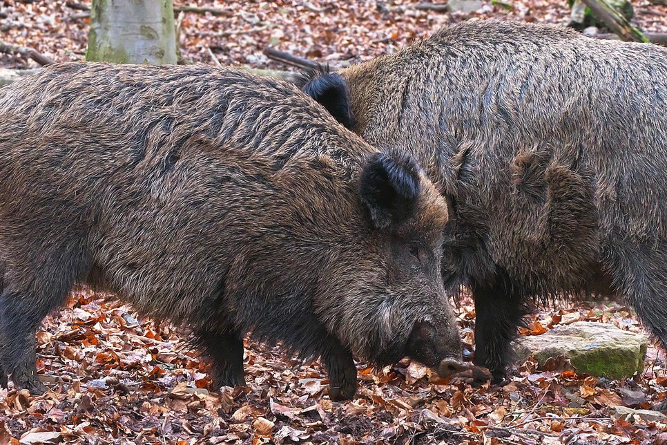 Für Wildschweine endet die Afrikanische Schweinepest fast immer tödlich. Für den Menschen und für andere Haus- und Nutztierarten als Schweine ist sie ungefährlich. Foto: Wolfgang Eckert auf Pixabay