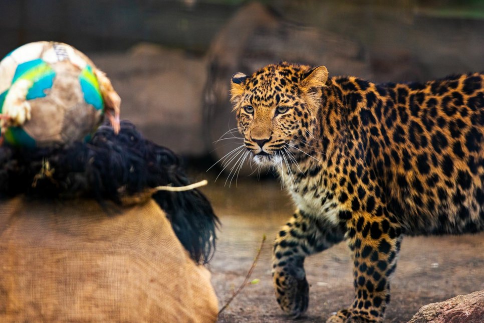 Leoparden-Dame Nala begutachtet ihr Geschenk. Foto: Gernot Menzel