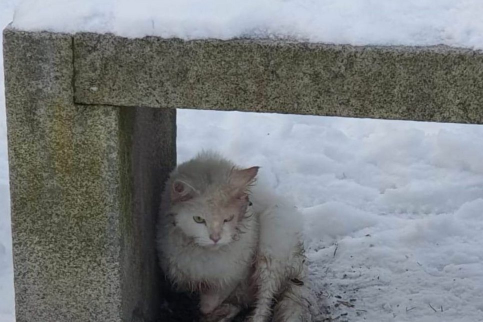 Wilde Katzen haben es im Winter schwer und leiden. Diese wurde jetzt in Senftenberg aufgelesen. Foto: Verein