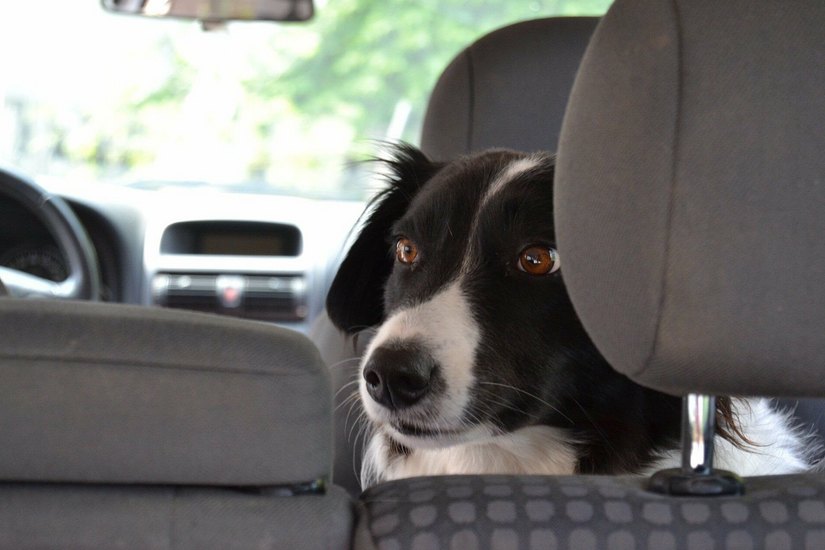 Hunde und andere Tiere sollten nicht allein im Auto gelassen werden - besonders nicht im Sommer.