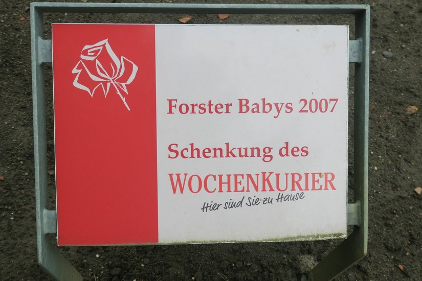 Im Jahr 2007 begann der WochenKurier mit der Pflanzaktion.