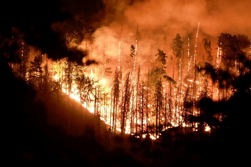 Im Sommer 2022 sind große Waldflächen in der Sächsischen Schweiz durch verheerende Brände zerstört worden. Jetzt hat sich ein Gutachten damit befasst.