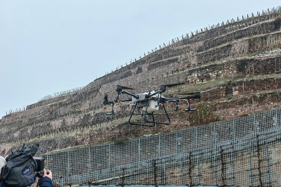 Ab in  den Weinberg - im Einsatz fliegt die Drohne 2,50 Meter über den Rebstöcken, unterstützt von Radar.