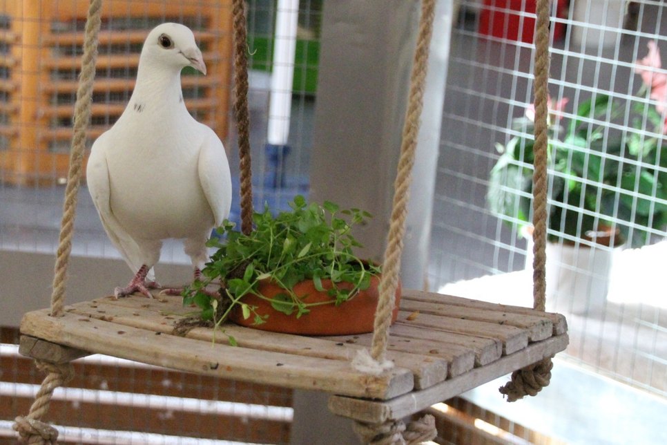 Noch ohne Namen: Die flügellahme Taube wartet im Tierheim Dresden auf ein neues Zuhause. Foto: Pönisch