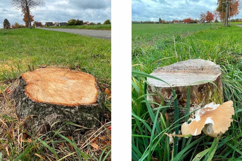 Zwei Bäume auf dem Carolusweg fielen im Oktober Vandalismus zum Opfer, sie waren nicht mehr zu retten.