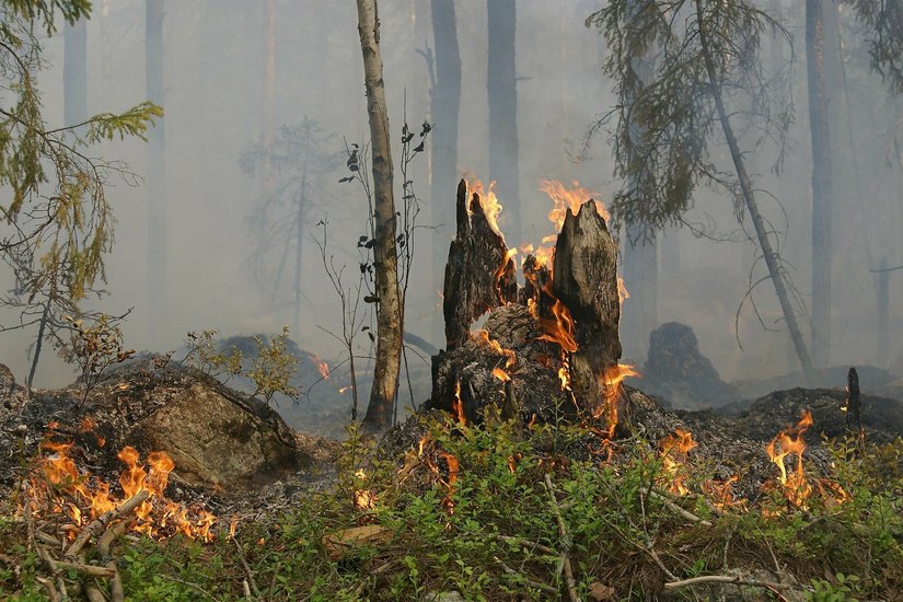 Bisher gab es 2022 im Landkreis Görlitz 20 Waldbrände auf einer Fläche von insgesamt 9,33 Hektar. (Symbolfoto)