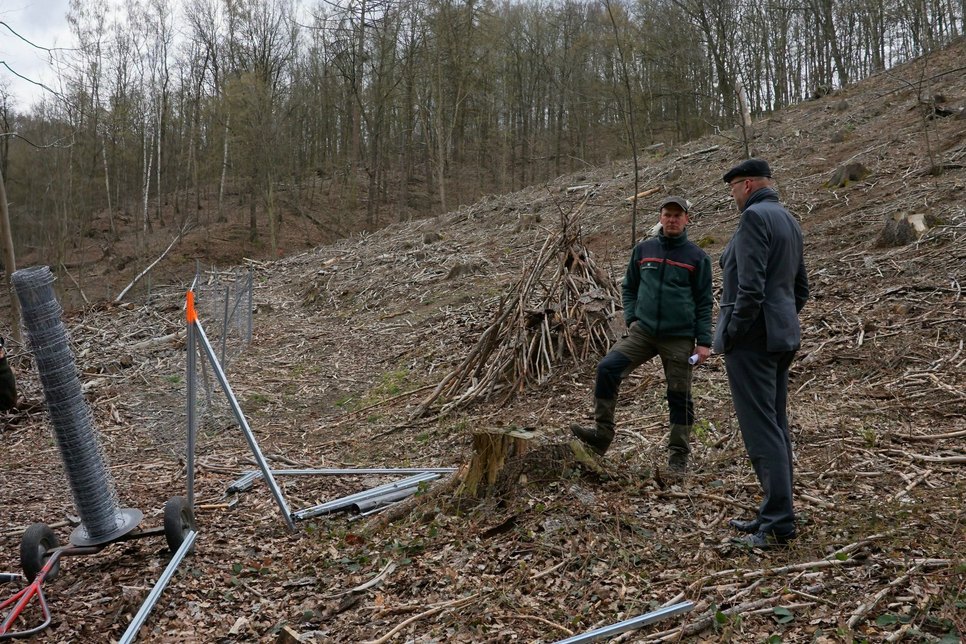 Oberbürgermeister Olaf Raschke informiert sich bei Revierförster Thomas Nikol (v.l.n.r.) über die Aufforstung im Stadtwald. Foto: Stadt Meißen
