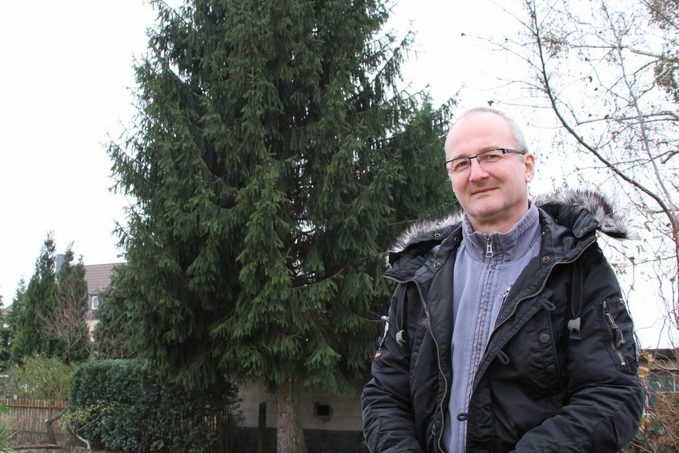 Hier steht der Weihnachtsbaum für den Markt in Senftenberg noch im Garten von Dirk Gollasch in Brieske...