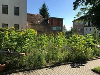 Wildblumenwiese als grüne Oase an der Goethestraße 2 (Foto: Privat)