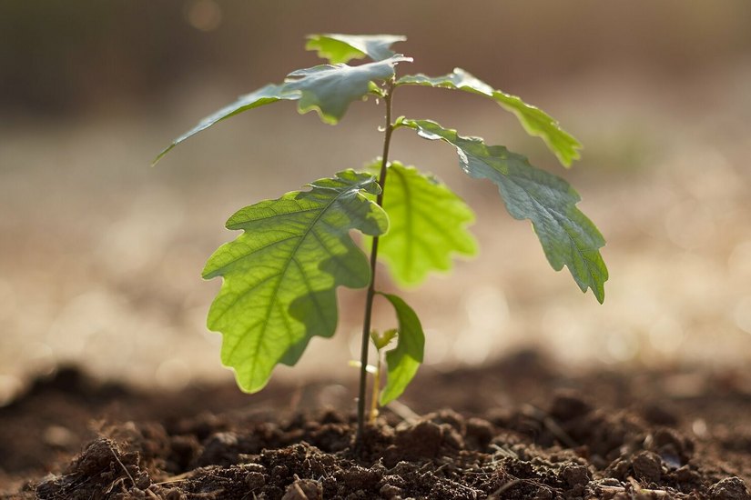 Die Baumpflanzaktion ist schon die zweite, zu der die Volksbank Löbau-Zittau in diesem Jahr einlädt.  Symbolfoto: Unsplash