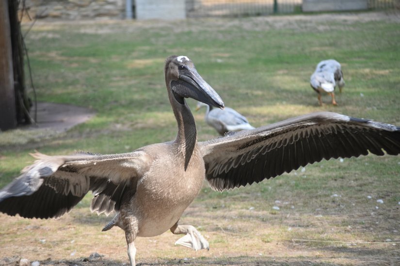 Noch wirkt der Pelikan-Jungvogel etwas unbeholfen,  doch er wird mal ein ganz Großer sein.