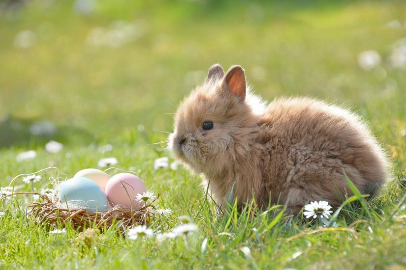 Auch echte Kaninchen sind beim Frühlingserwachen dabei.
