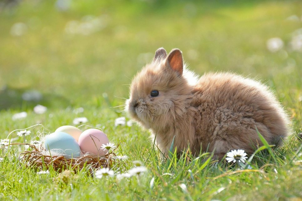 Auch echte Kaninchen sind beim Frühlingserwachen dabei.