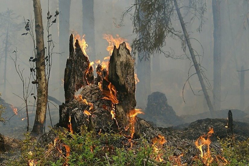 Die Gefahr von Waldbränden wird in Zukunft deutlich steigen.