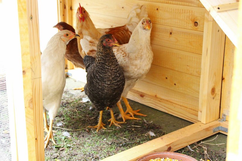 Die Grundschüler freuen sich über das neue Hühnerhaus im Innenhof. Damit können ihre gefiederten Freunde gut überwintern. Foto: Farrar