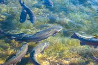 Das Bündnis AquaTech Lausitz setzt auf Aquakulturen – nicht nur in der Fischzucht, sondern auch für die Gesundheitswirtschaft und Naturstoffchemie. Foto: Pixabay