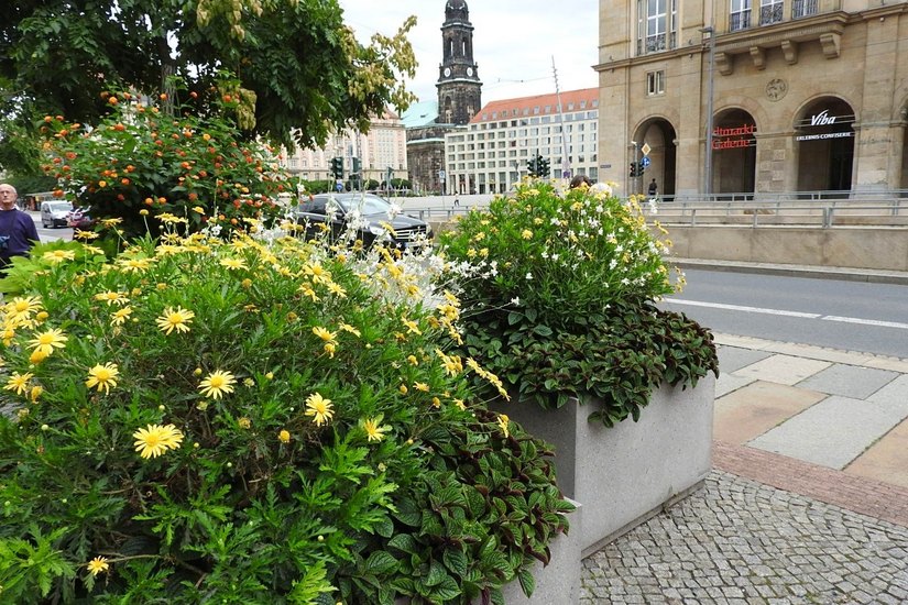 Demnächst zeigt sich die Stadt wieder sommerlich, zumindest in Blumenkübeln und auf Rabatten. Foto: Pönisch