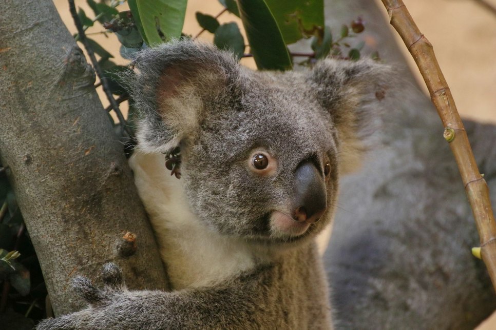 Koala-Weibchen Sydney / Fotos: Indra Sickmann
