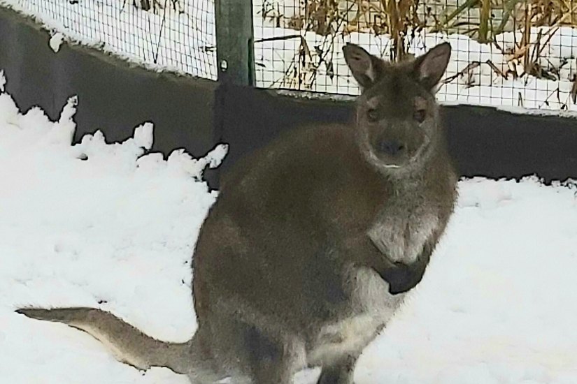 Das Känguru war über den Zaun seines Geheges gehüpft. Foto: pm