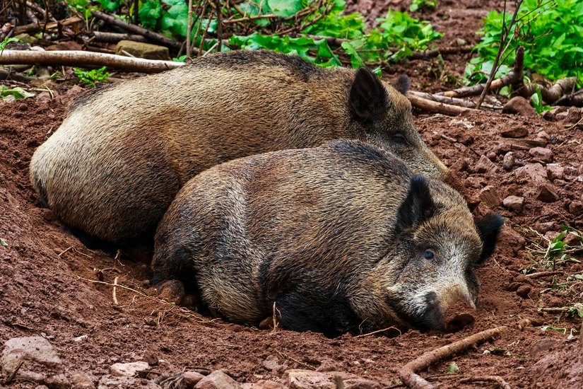 Derzeit gibt es 549 bestätigte Fälle von afrikanischer Schweinepest in Sachsen. Foto: pixabay