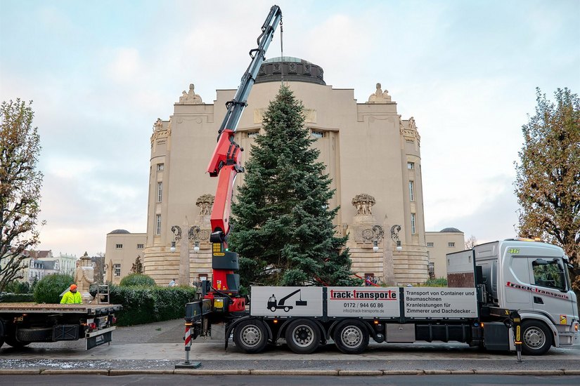 Angekommen: Der diesjährige Weihnachtsbaum wird abgeladen und vor dem Großen Haus des Staatstheater Cottbus aufgestellt