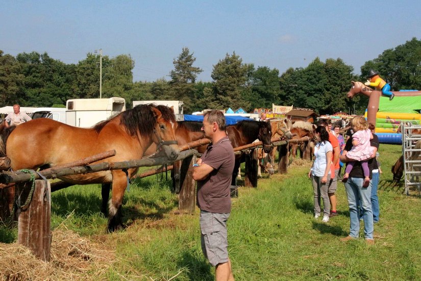 Kleine und große Pferdefans kommen am Wochenende in Arnsdorf auf ihre Kosten.
