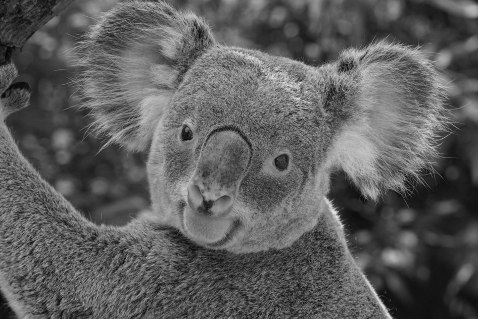 Umgänglich und ruhig, zurückhaltend und vorsichtig beschreiben seine Pfleger Koala Iraga, der jetzt nach kurzer, unheilbarer Krankheit eingeschläfert werden musste. Foto: Zoo Dresden