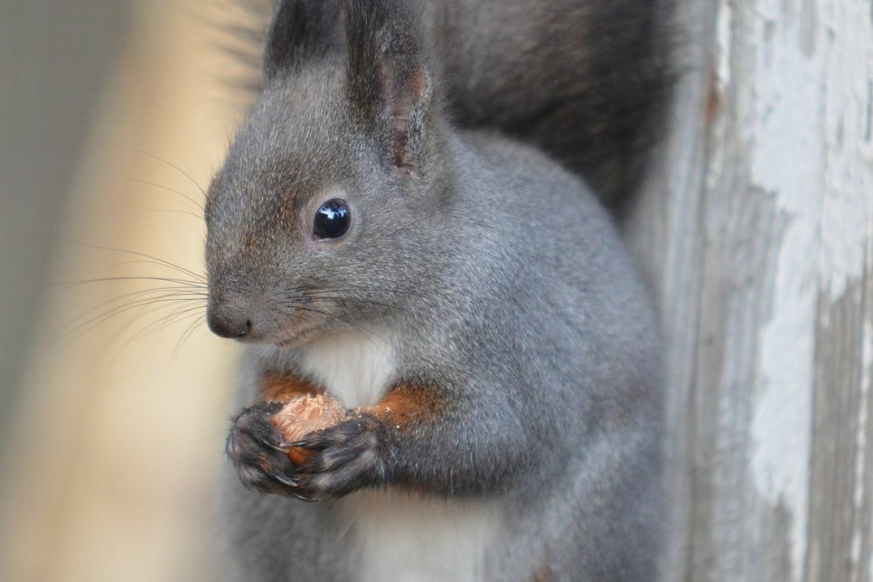 Grau, aber trotzdem ein Europäisches Eichhörnchen - erkennbar an den Puschelohren.