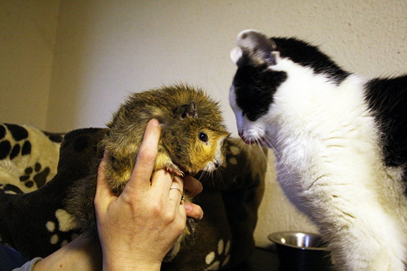 Katze Lara beschnuppert den neuen Mitbewohner – Meerschwein Sparky. Foto: Schramm