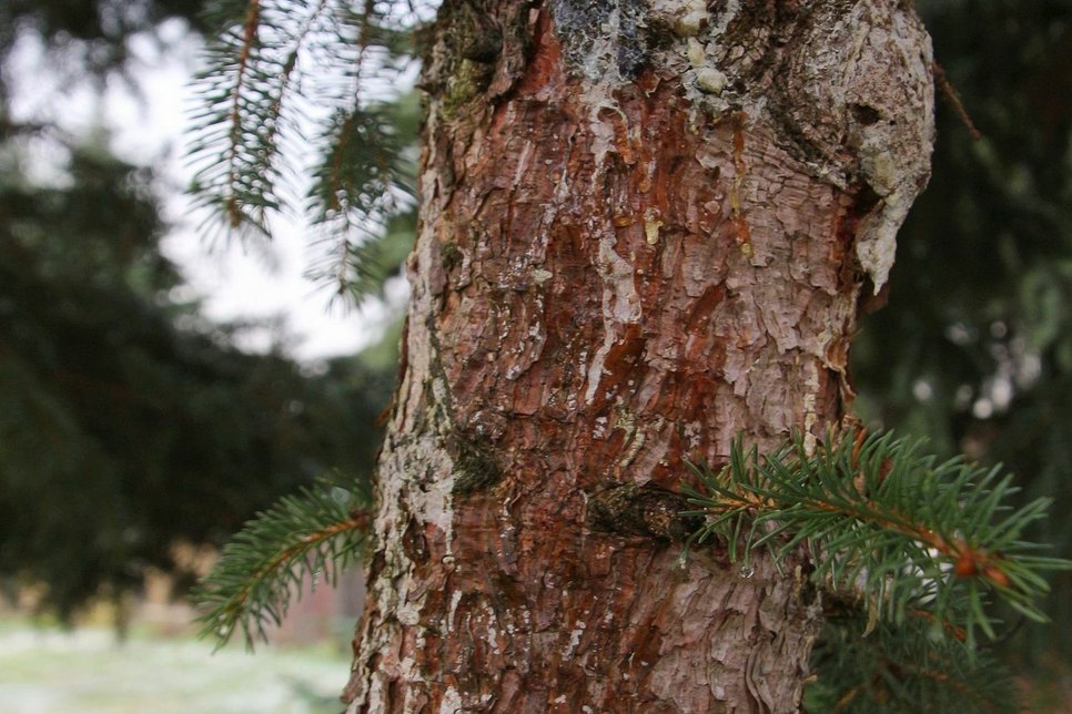 Zur Abwehr gegen den Borkenkäfer stößt der Baum verstärkt Harz aus, dennoch scheint der Kampf verloren.