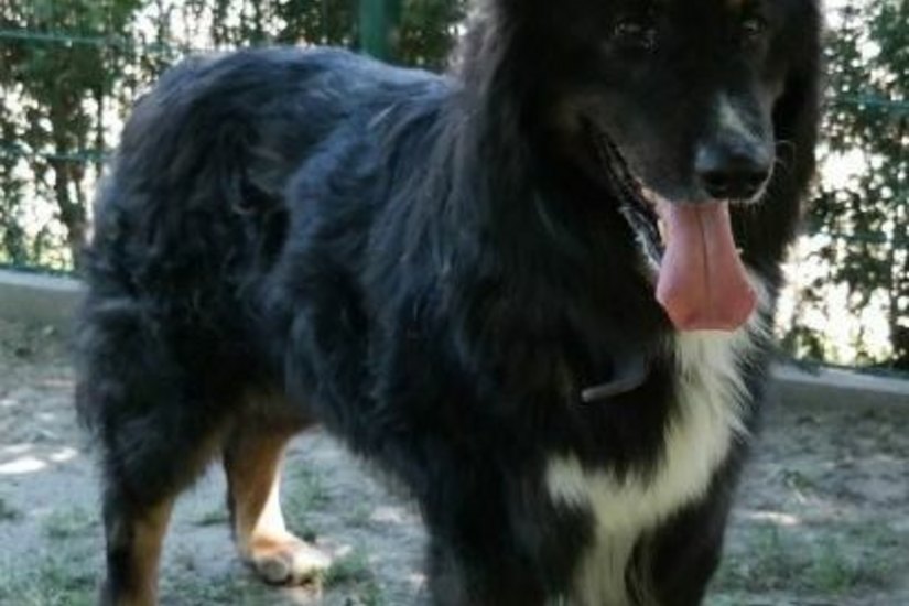 Der Schäferhund-Collie-Mix "Zwerg" lebt seit März 2019 im Tierheim Dresden. Er wurde abgegeben, weil seine Bsitzer nicht mit ihm klarkamen. Foto: Tierheim Dresden