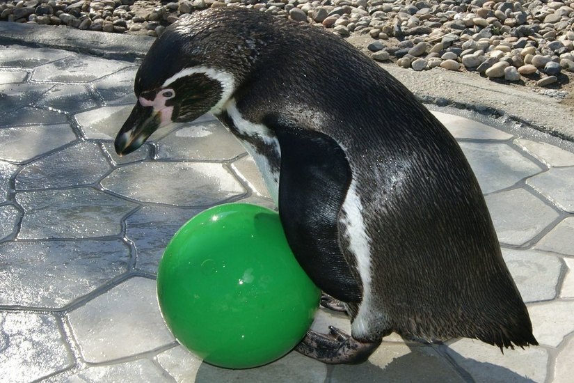 Flocke im Mai 2016: Hier trainiert der Pinguin mit dem Ball. Er hat Spiele für die Fußball-Europameisterschaft getippt. Foto/Archiv: Spreewelten GmbH
