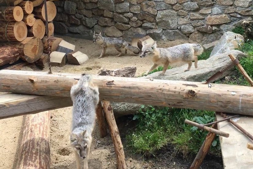 Die neue Attraktion im Görlitzer Tierpark: Die Steppenfüchse in der neuen Anlage im tibetischen Dorf. Foto: T. Keil