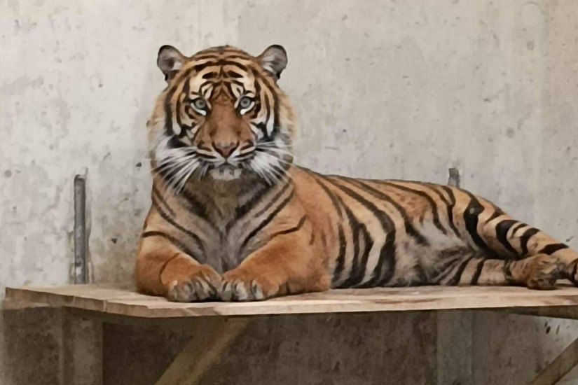 Sumatra-Tigerweibchen »Surya« ist im Tierpark Cottbus eingezogen.