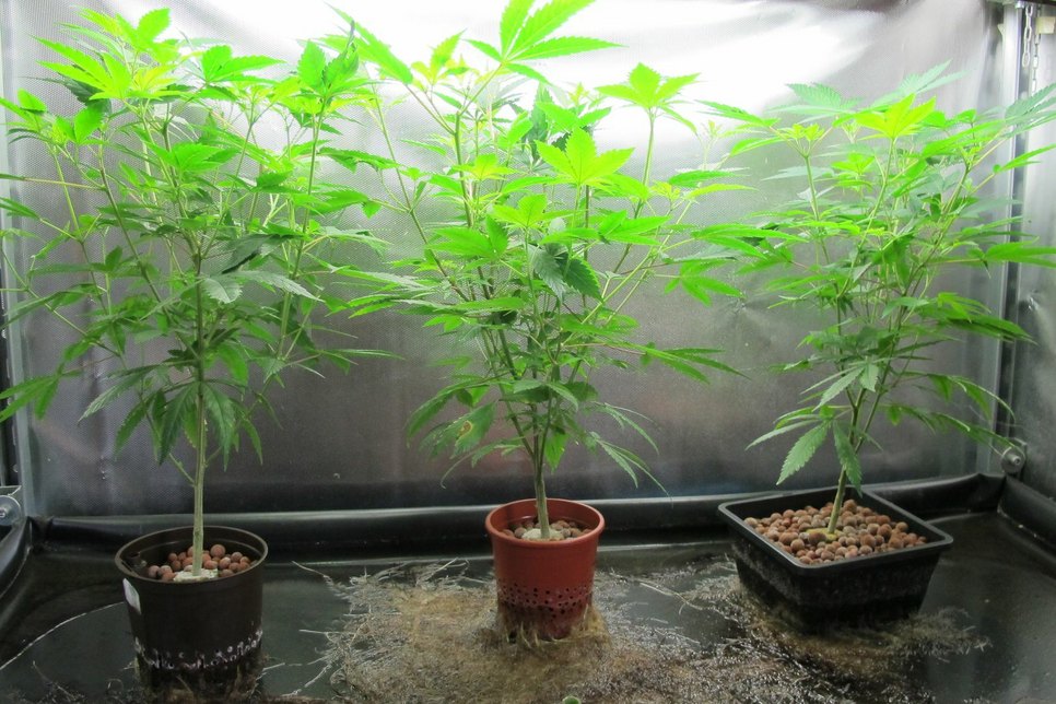 Drei der gefundenen Cannabispflanzen. Foto: Polizei